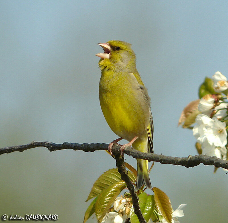 European Greenfinch