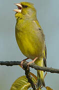 European Greenfinch