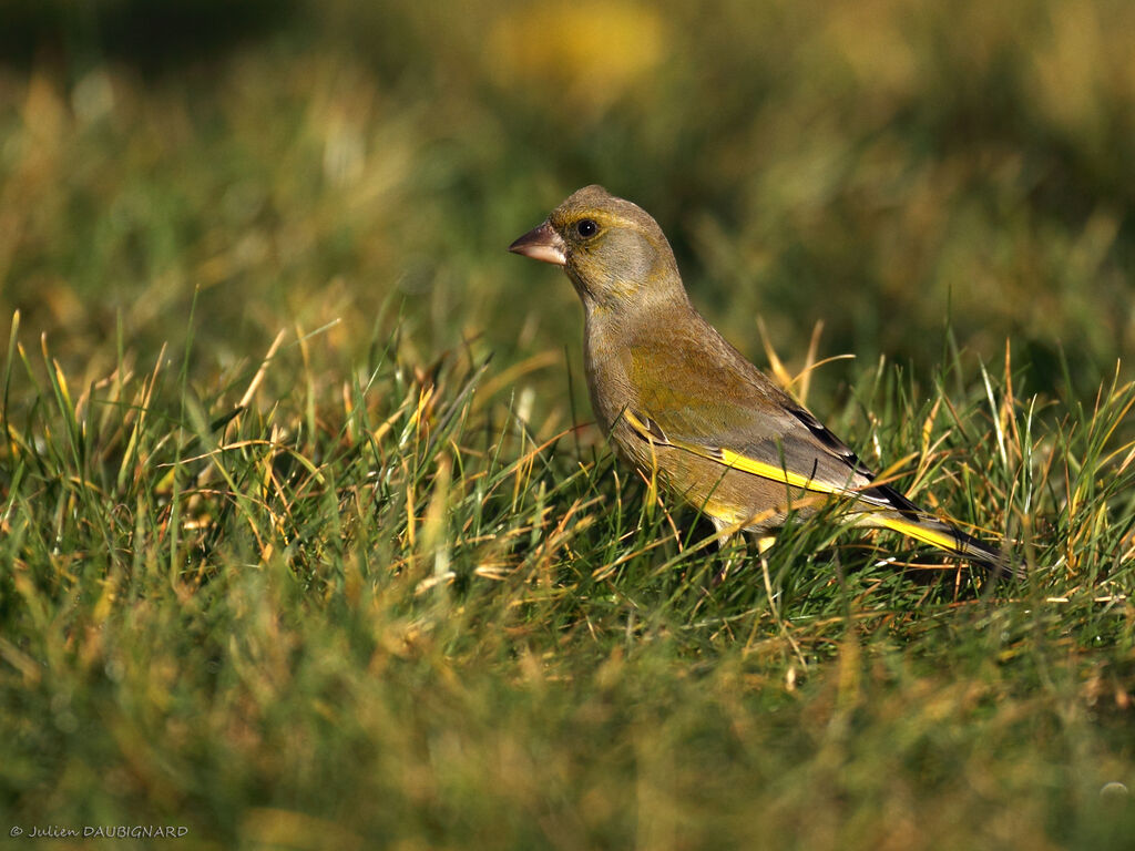 European Greenfinch