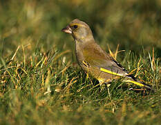 European Greenfinch