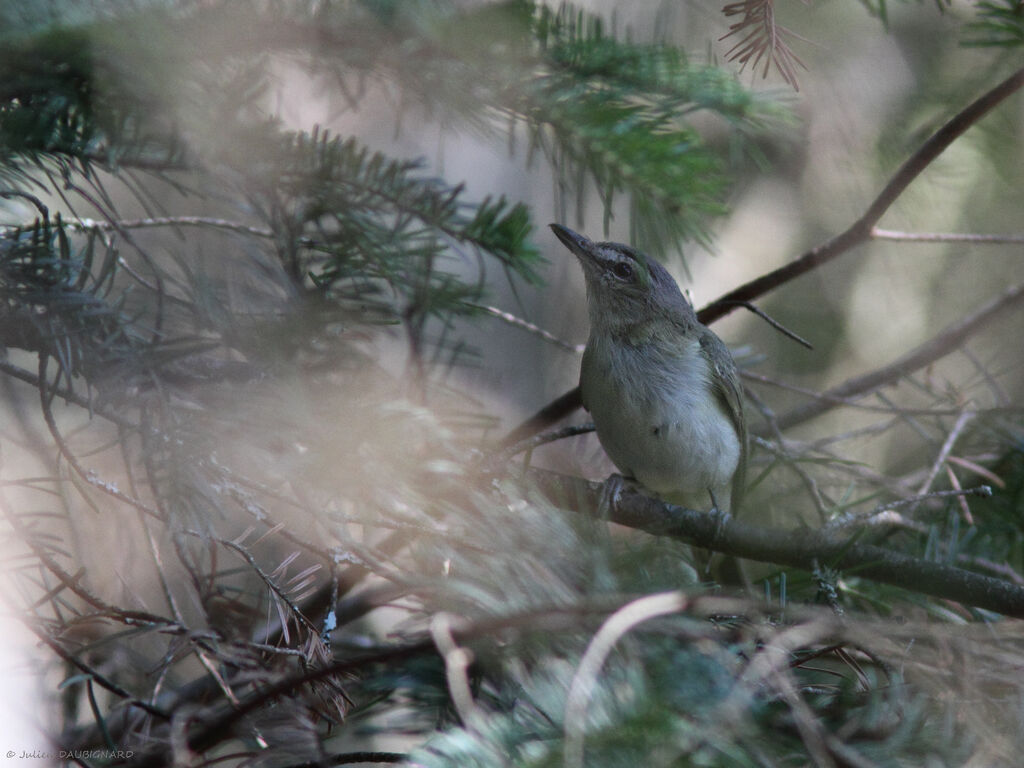 Red-eyed Vireoadult, identification