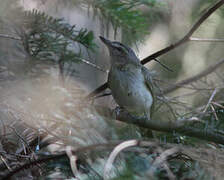 Red-eyed Vireo