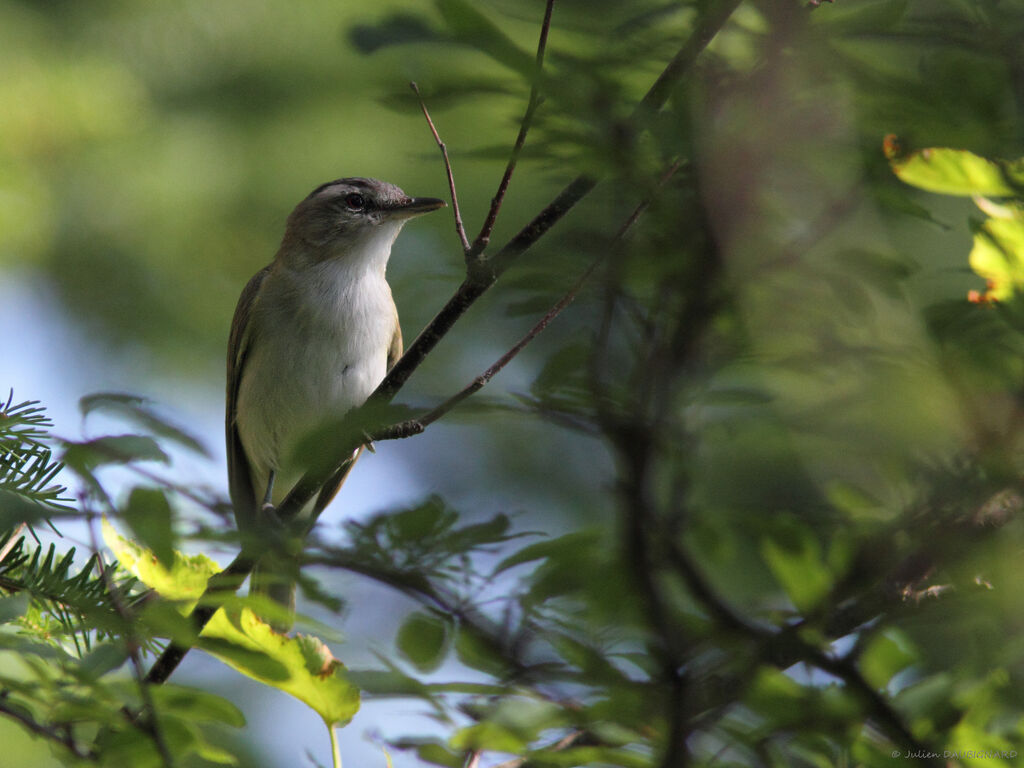 Red-eyed Vireoadult, identification