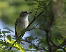 Red-eyed Vireo