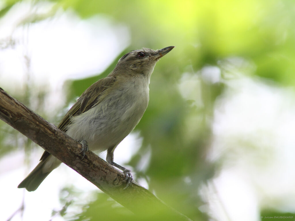 Red-eyed Vireo, identification