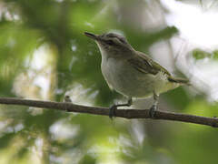 Red-eyed Vireo