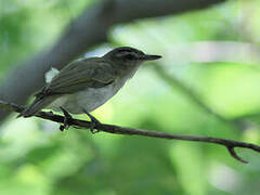 Red-eyed Vireo