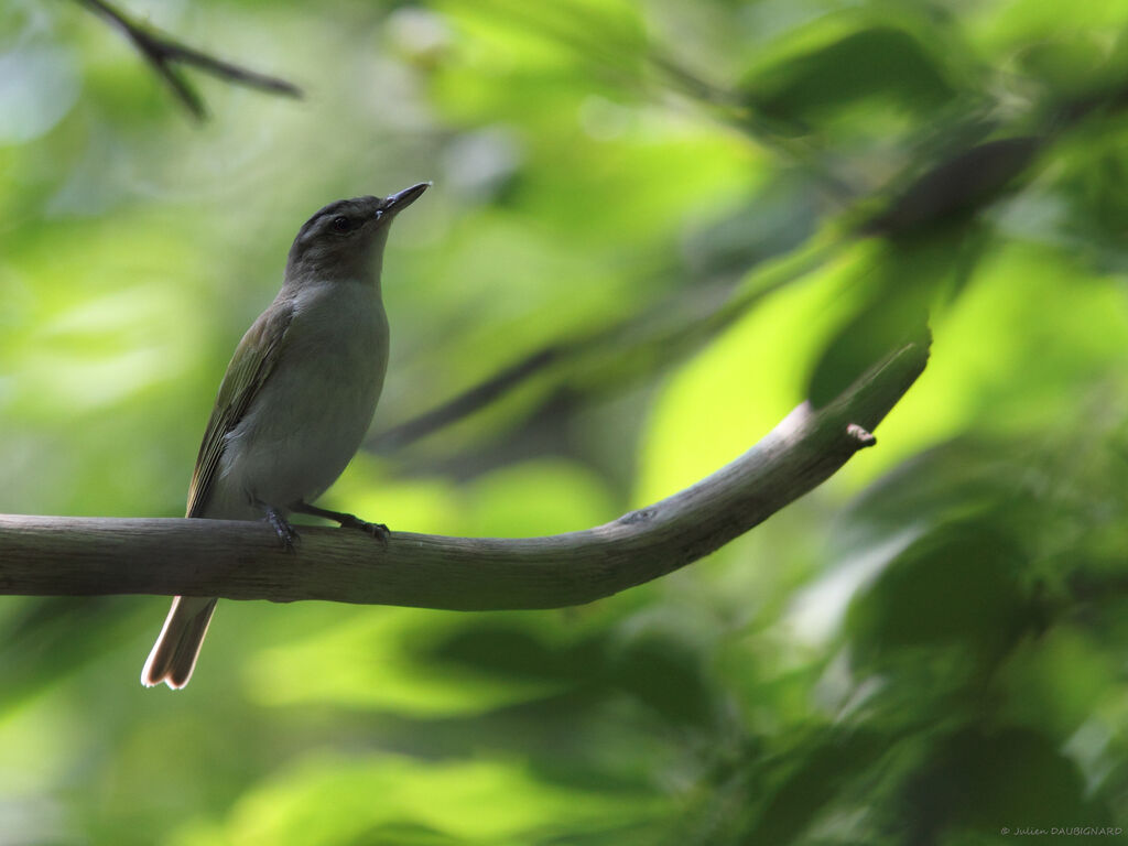 Red-eyed Vireo, identification