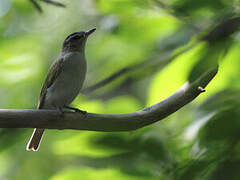 Red-eyed Vireo