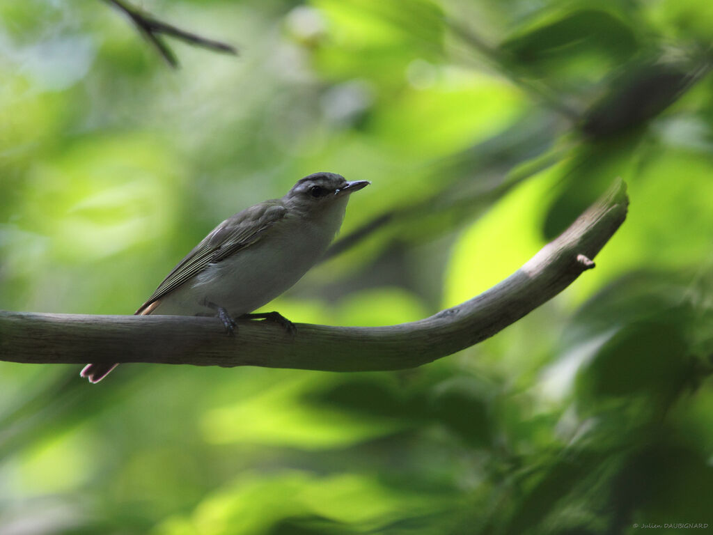 Red-eyed Vireo, identification