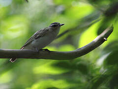 Red-eyed Vireo