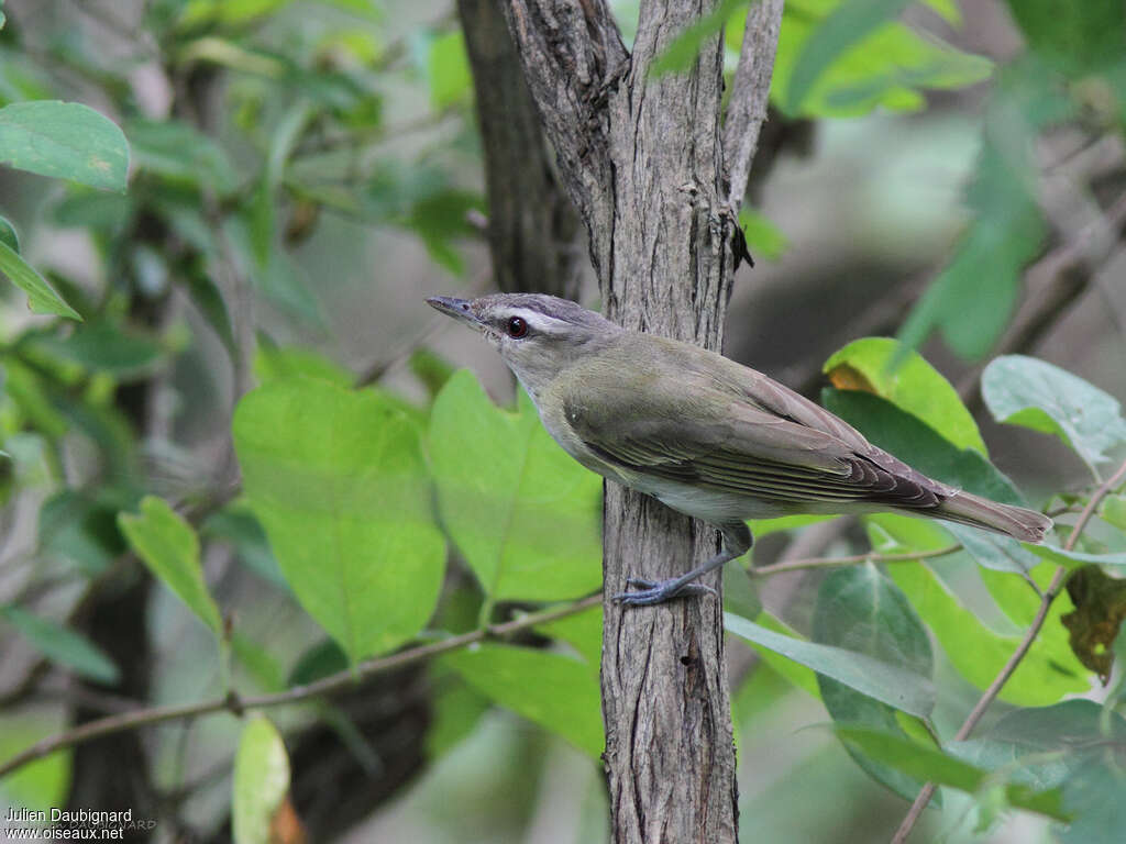 Red-eyed Vireojuvenile, identification