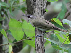 Red-eyed Vireo