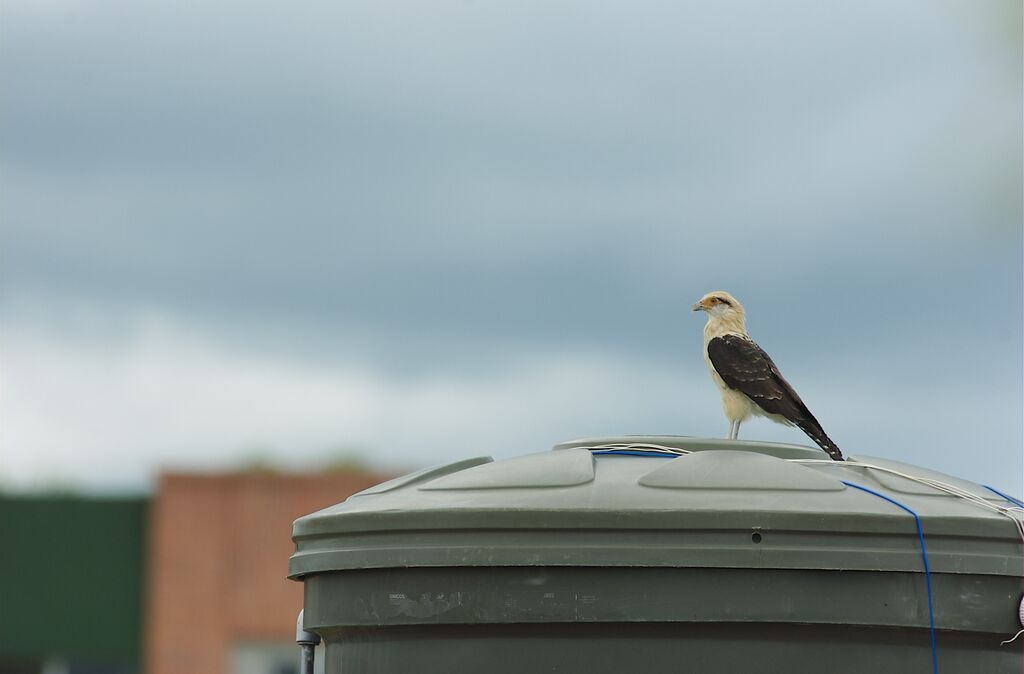 Caracara à tête jaune