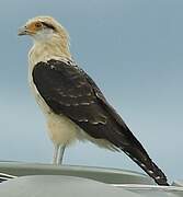 Yellow-headed Caracara