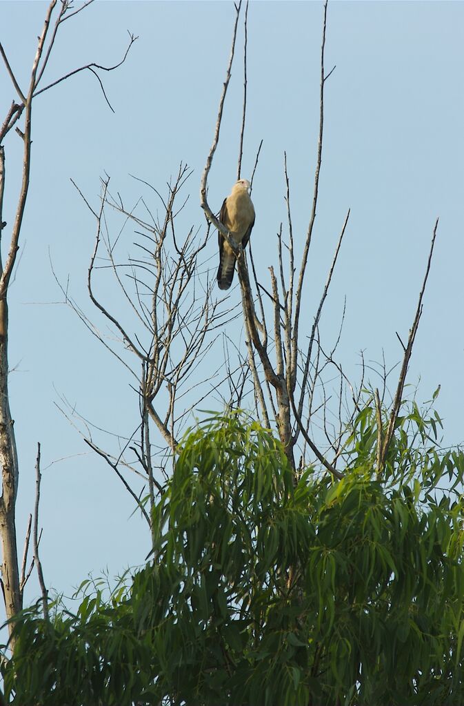 Yellow-headed Caracara