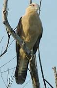 Yellow-headed Caracara