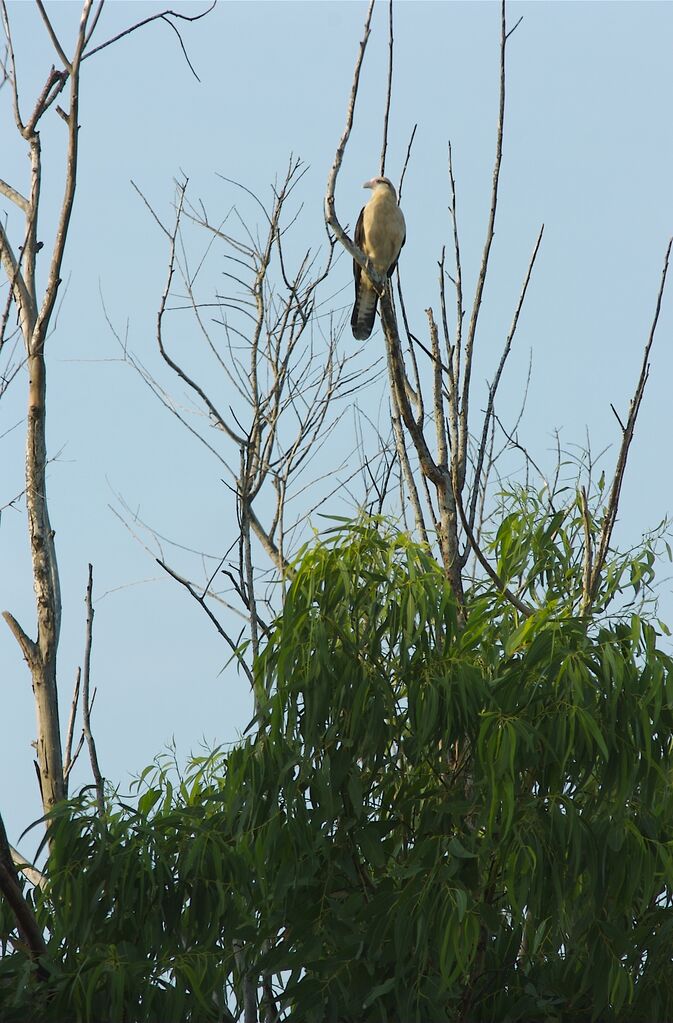 Caracara à tête jaune