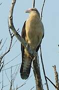 Yellow-headed Caracara