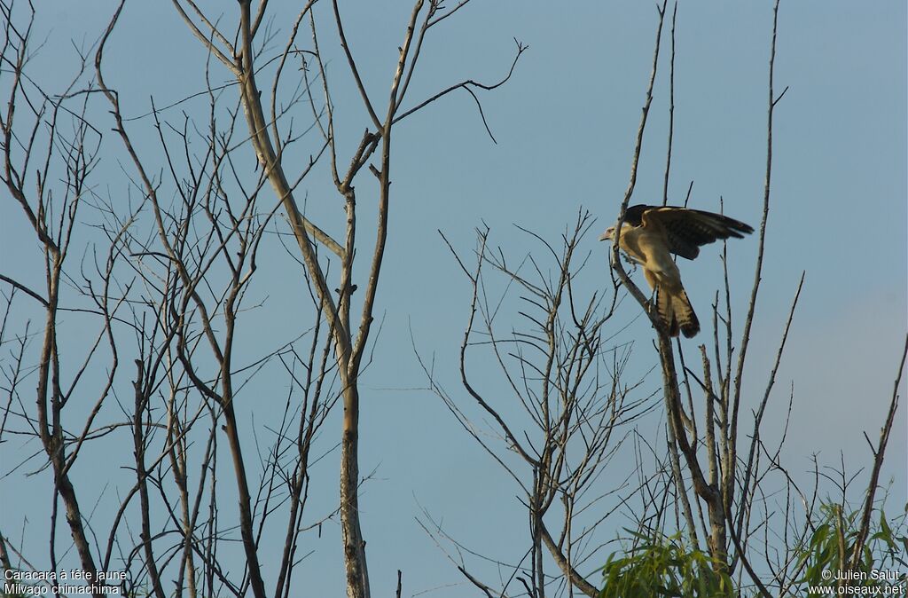 Caracara à tête jaune