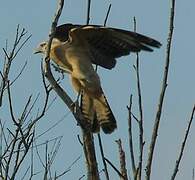 Caracara à tête jaune