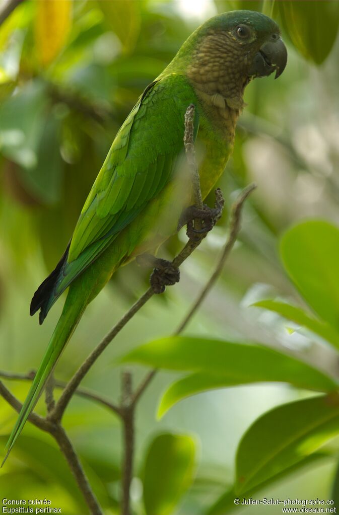 Brown-throated Parakeet