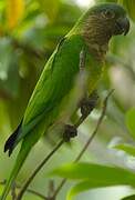 Brown-throated Parakeet