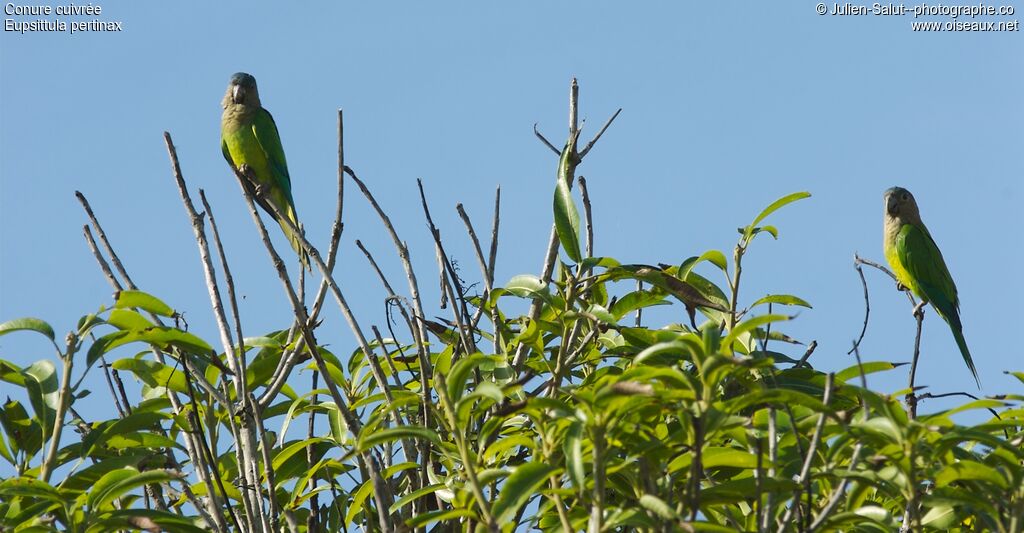 Brown-throated Parakeet