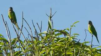 Conure cuivrée