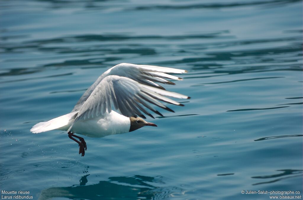 Mouette rieuse