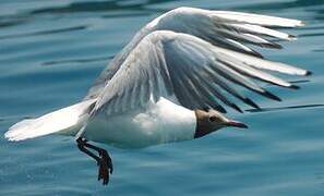 Mouette rieuse