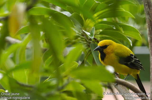 Yellow Oriole