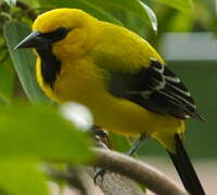 Oriole jaune