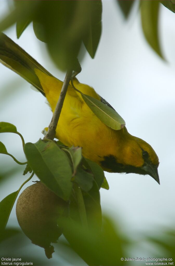 Oriole jaune