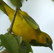 Oriole jaune