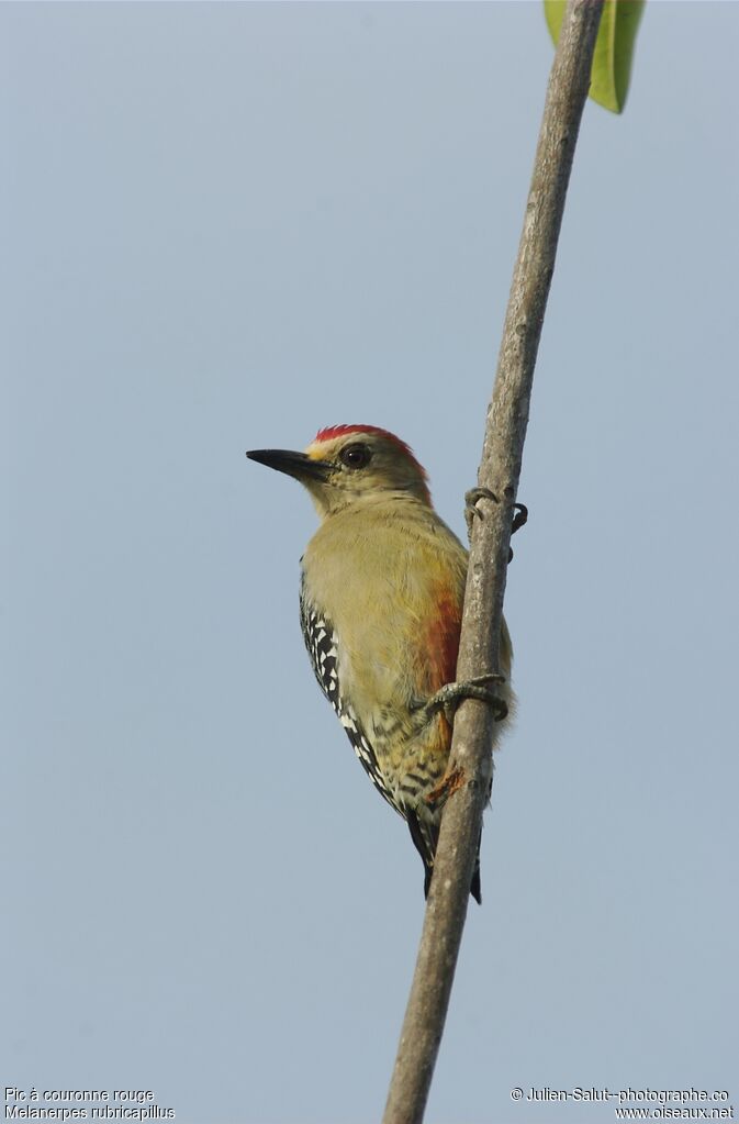 Red-crowned Woodpecker