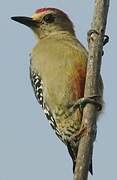 Red-crowned Woodpecker