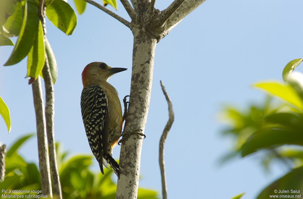 Red-crowned Woodpecker