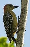 Red-crowned Woodpecker