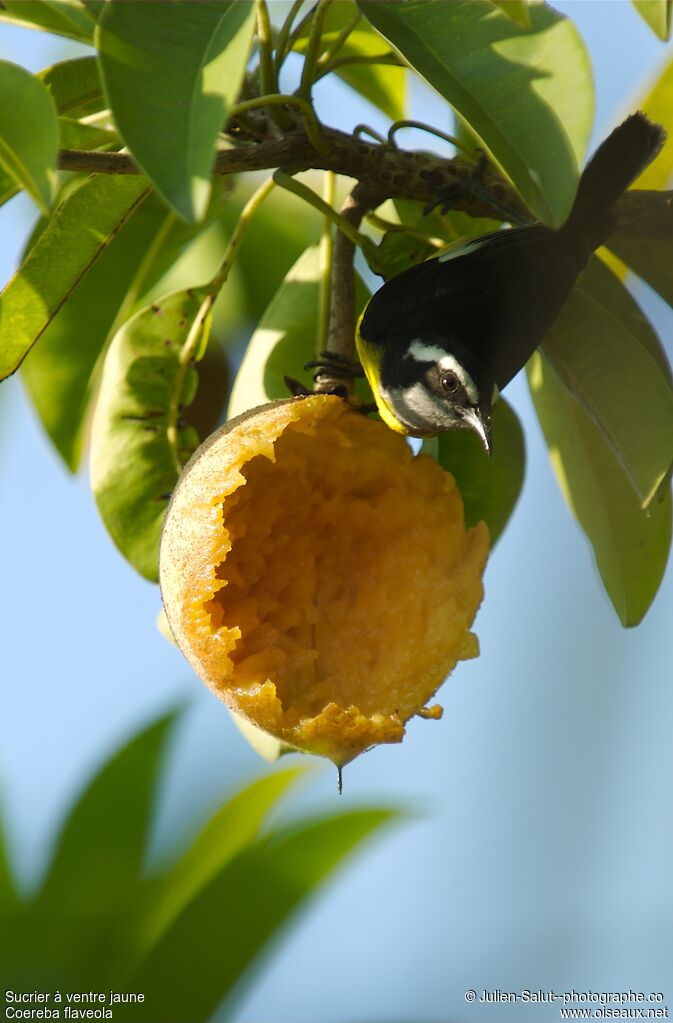 Bananaquit