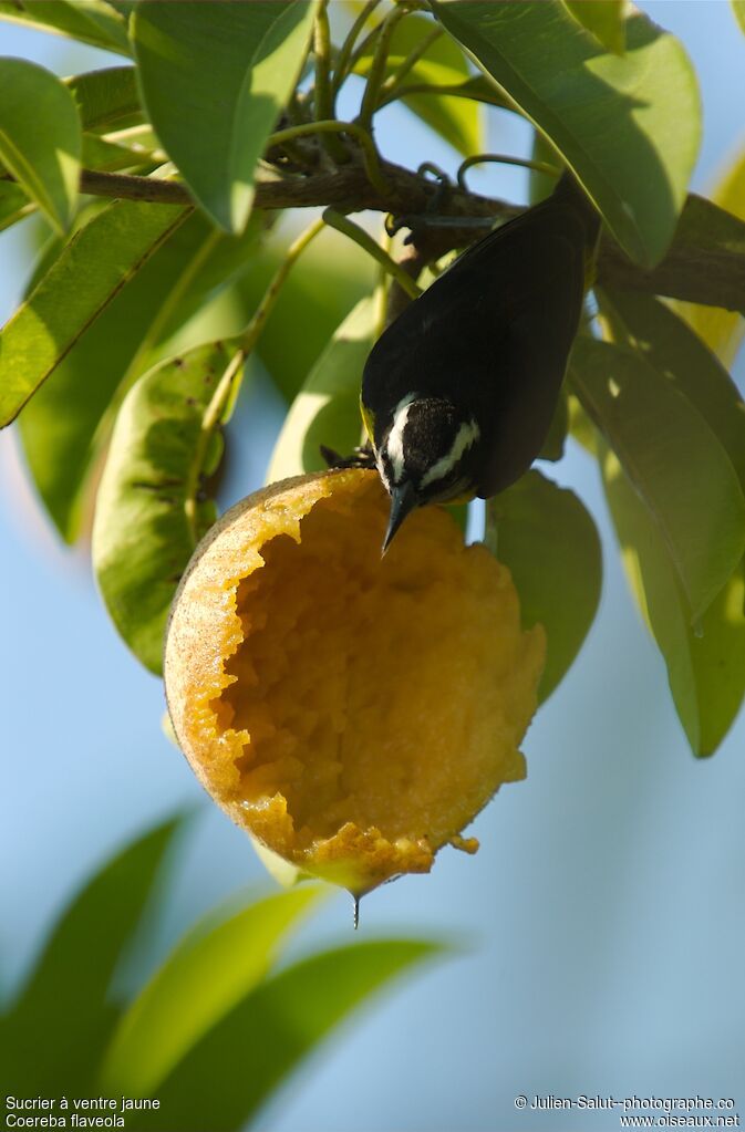 Bananaquit