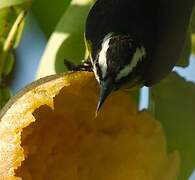 Bananaquit