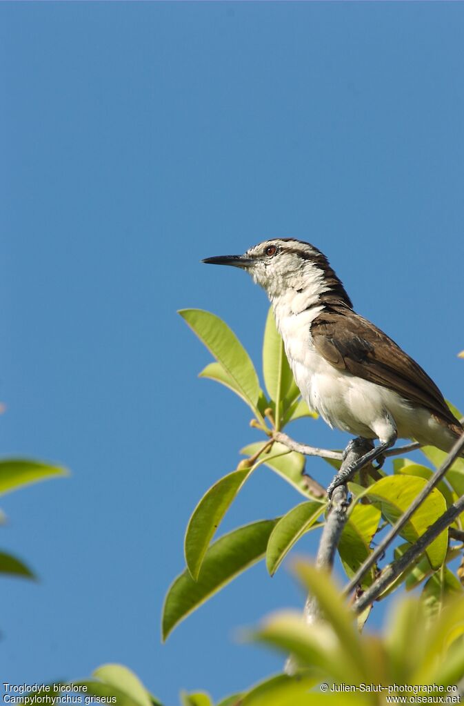 Bicolored Wren