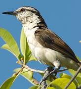 Bicolored Wren