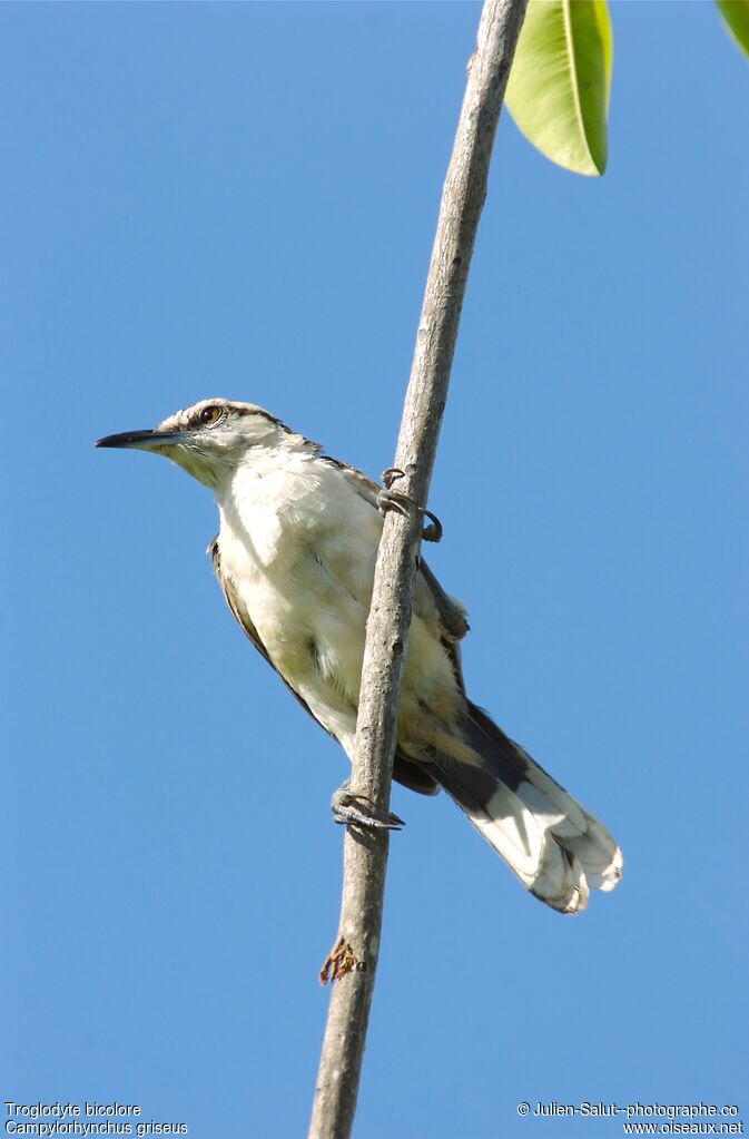 Bicolored Wren