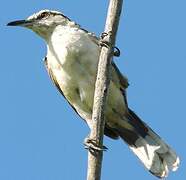 Bicolored Wren