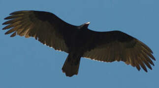 Lesser Yellow-headed Vulture