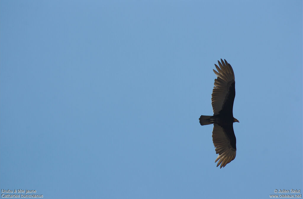 Lesser Yellow-headed Vulture