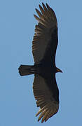 Lesser Yellow-headed Vulture