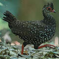 Poulette de Nahan
